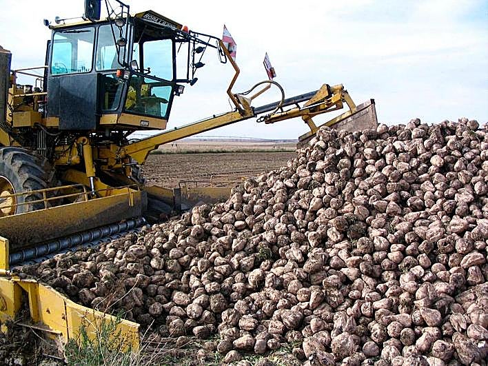 Montón de remolacha en una parcela preparado para su transporte a la fábrica azucarera.