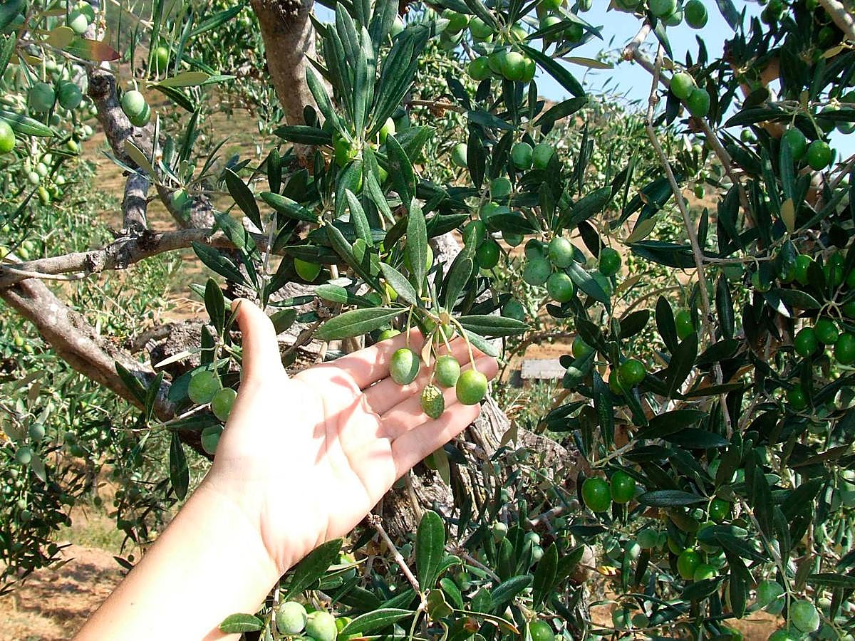 Un olivo salmantino.