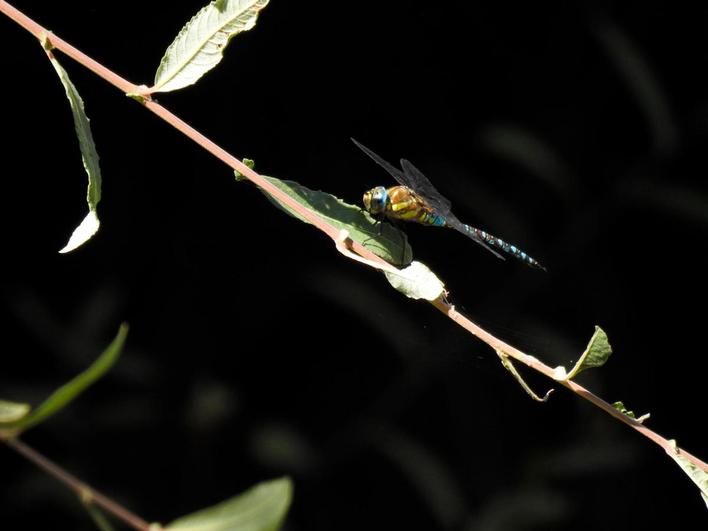 La llamativa reserva natural de libélulas que se encuentra en la provincia salmantina