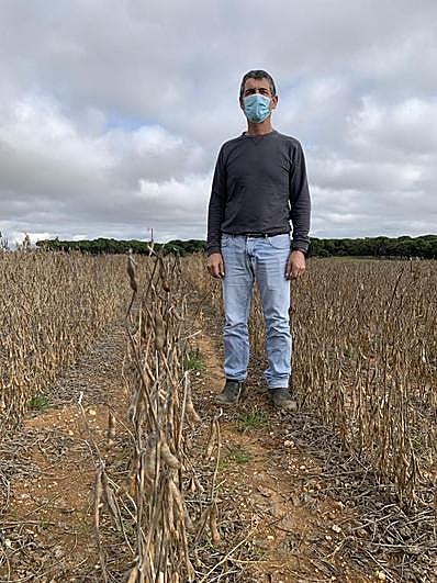 El agricultor, de Arabayona, con lo que queda de la soja.