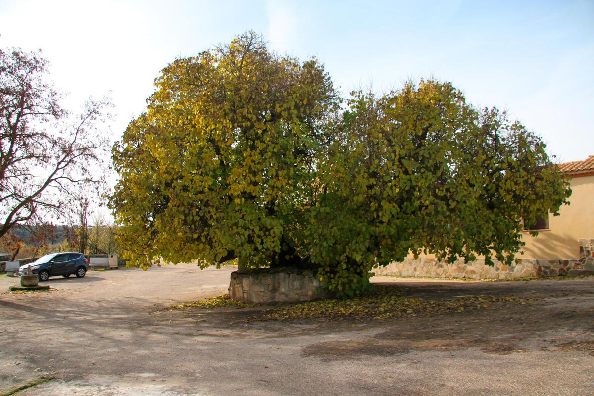 Imagen del moral de San Pelayo de Guareña.