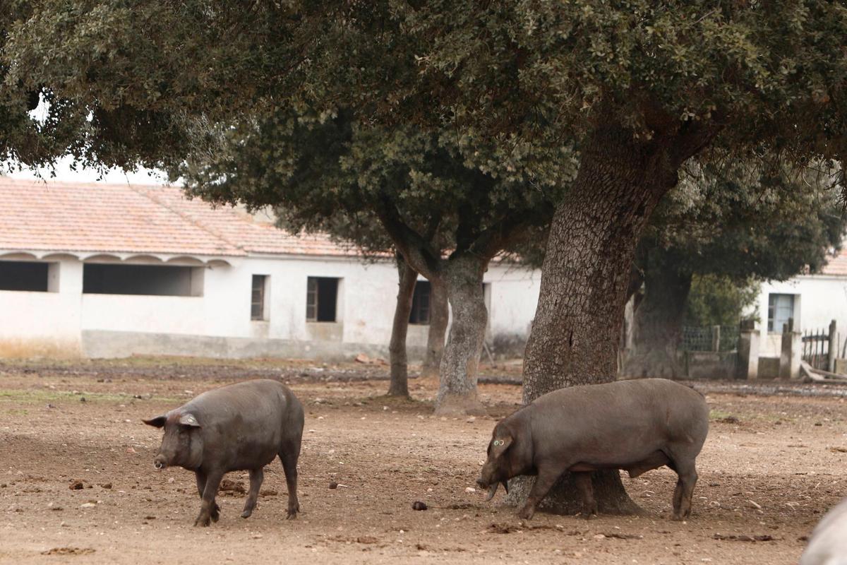 Cerdos ibéricos aprovechando la bellota.