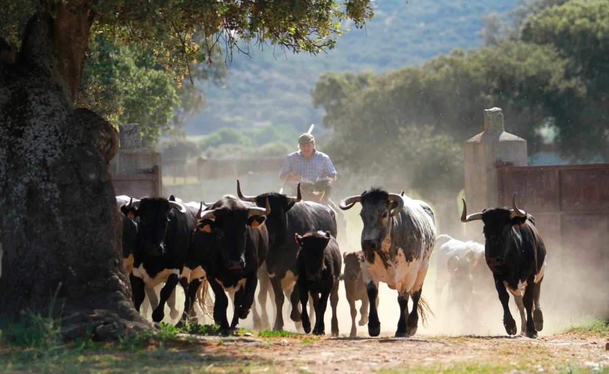 Gonzalo Hernández, a caballo, encerrando vacas y becerros con la lustrosa parada de bueyes en Agustínez.