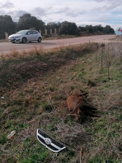 Un jabalí provoca un aparatoso accidente en la carretera de Ledesma