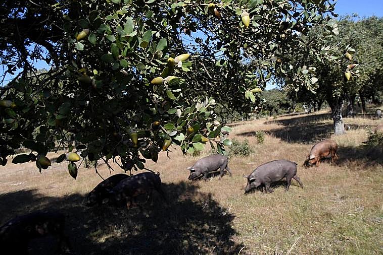 Marranos ibéricos en montanera en dehesa “El Pinar de Barquilla”, de Espeja I CASAMAR