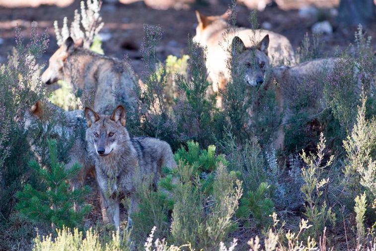 Lobos en la Sierra de la Culebra.