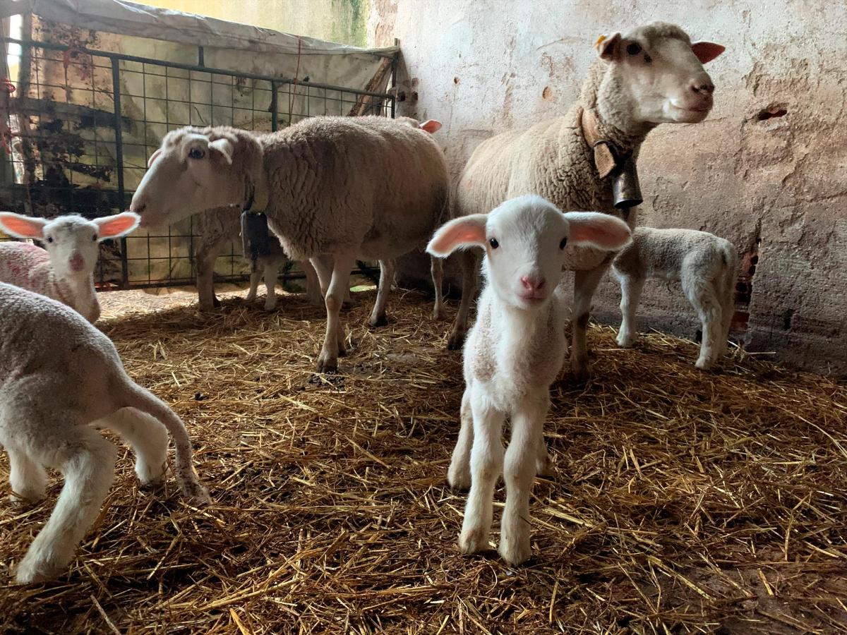 Explotación de ovino de la comarca de La Armuña, con lechazos de calidad a punto para su venta.