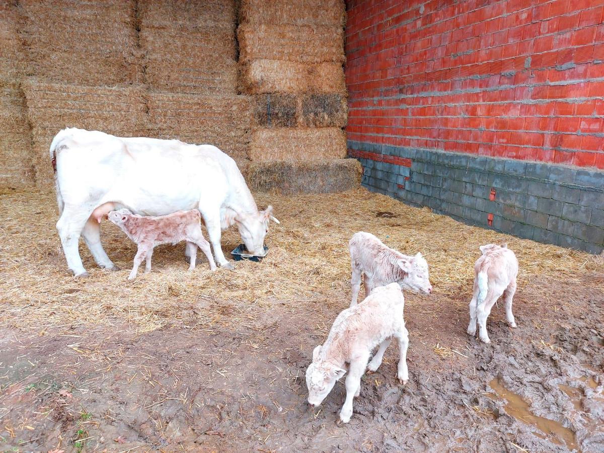 La vaca charolesa propiedad del ganadero de Olmedo de Camaces, Martín Manzano, con los cuatro terneros que ha logrado sacar adelante.