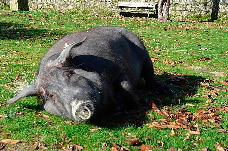 La recaudación de la rifa del marrano de La Alberca irá destinada a los vecinos más afectados por la pandemia