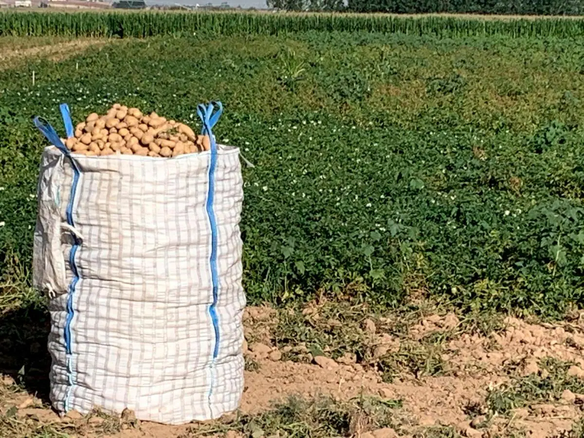 Cultivo de patatas.
