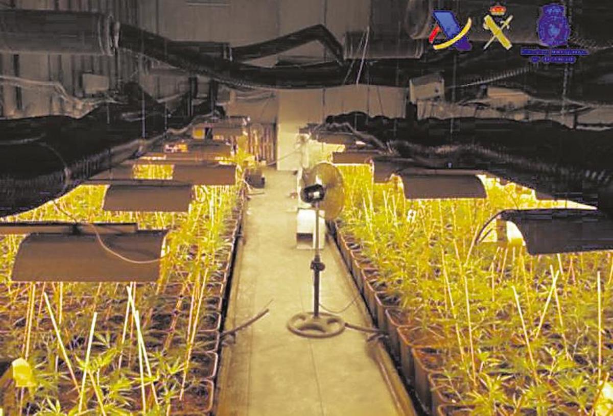 Una de las plantaciones de marihuana desmanteladas en la ‘Operación Mastín’.