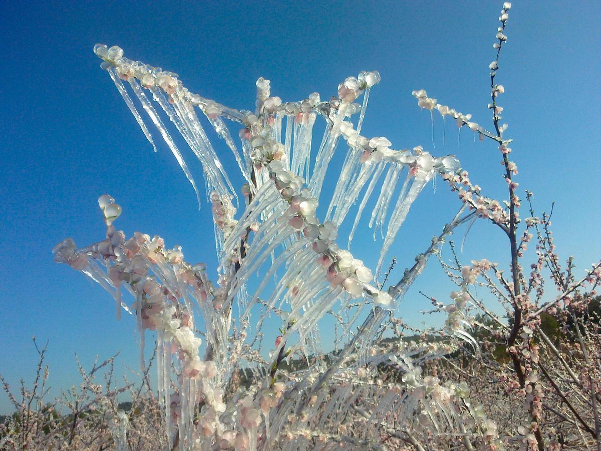 Un árbol absolutamente congelado por las bajas temperaturas