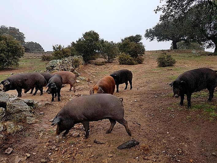 Continúa la batalla de los ganaderos por el precio del cerdo de bellota