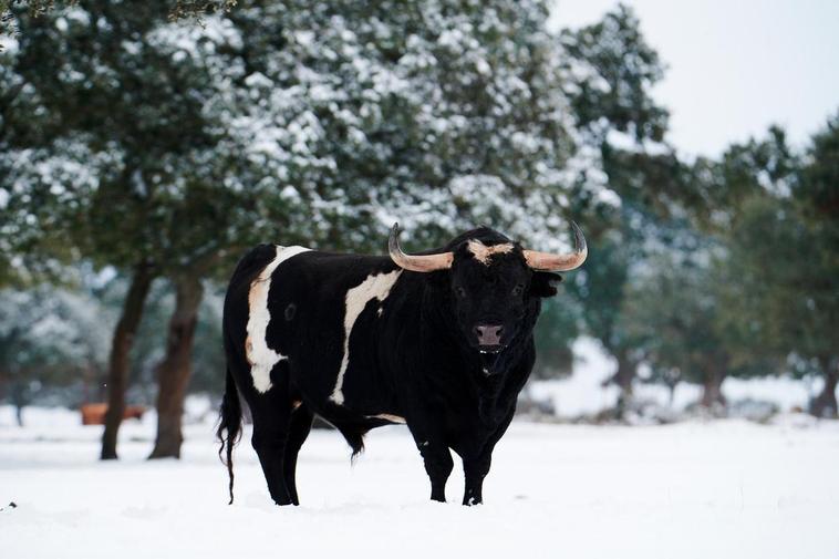 Imagen de un toro de Barcial en la finca de La Torre.