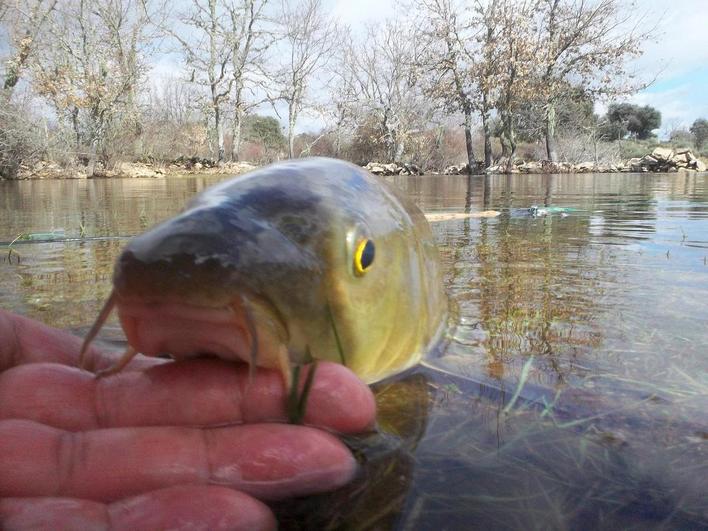 Barbo capturado en el Tormes cerca del embalse de Almendra.