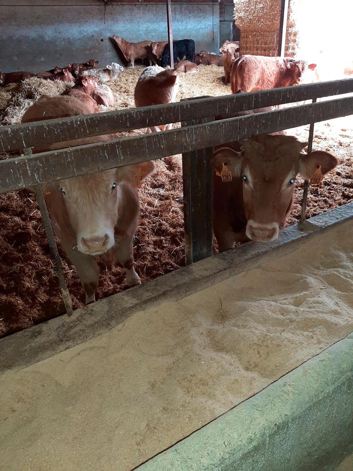 Terneros en un cebadero de la comarca de Peñaranda.