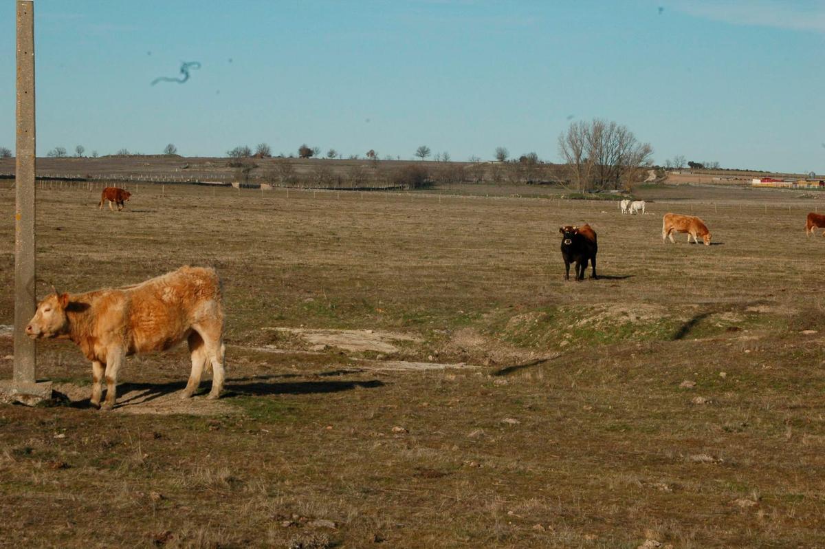 Imágenes de archivo de vacas en la zona de Vitigudino.