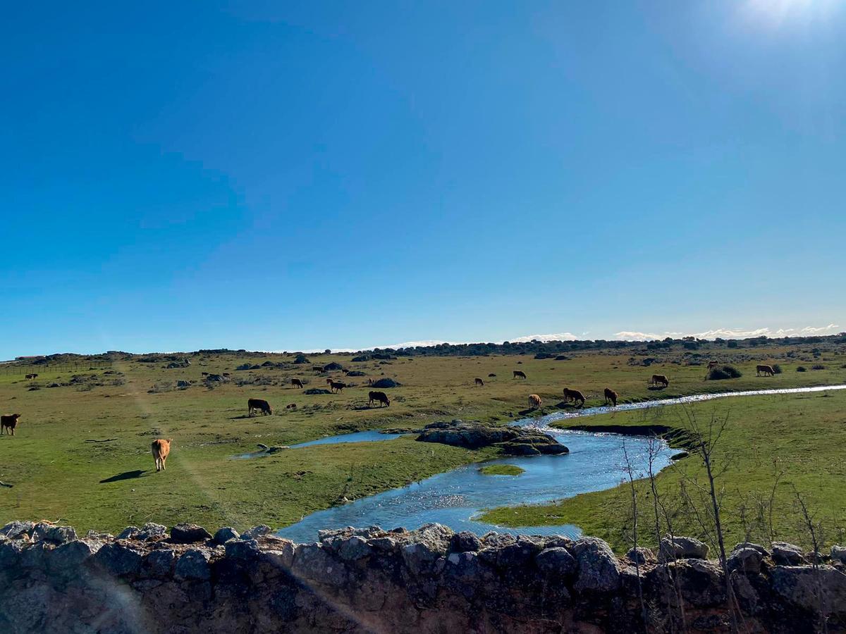 Pastos en la comarca de Vitigudino.