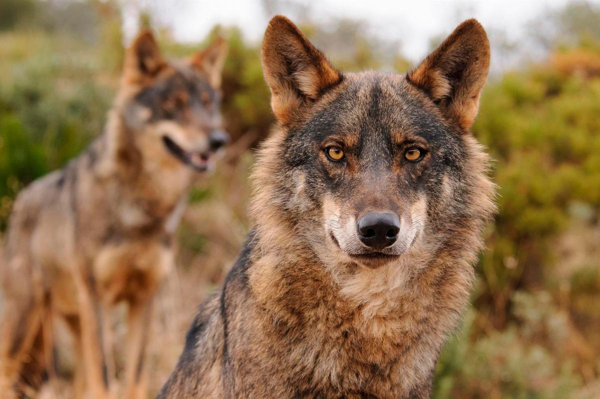 Lobo ibérico.