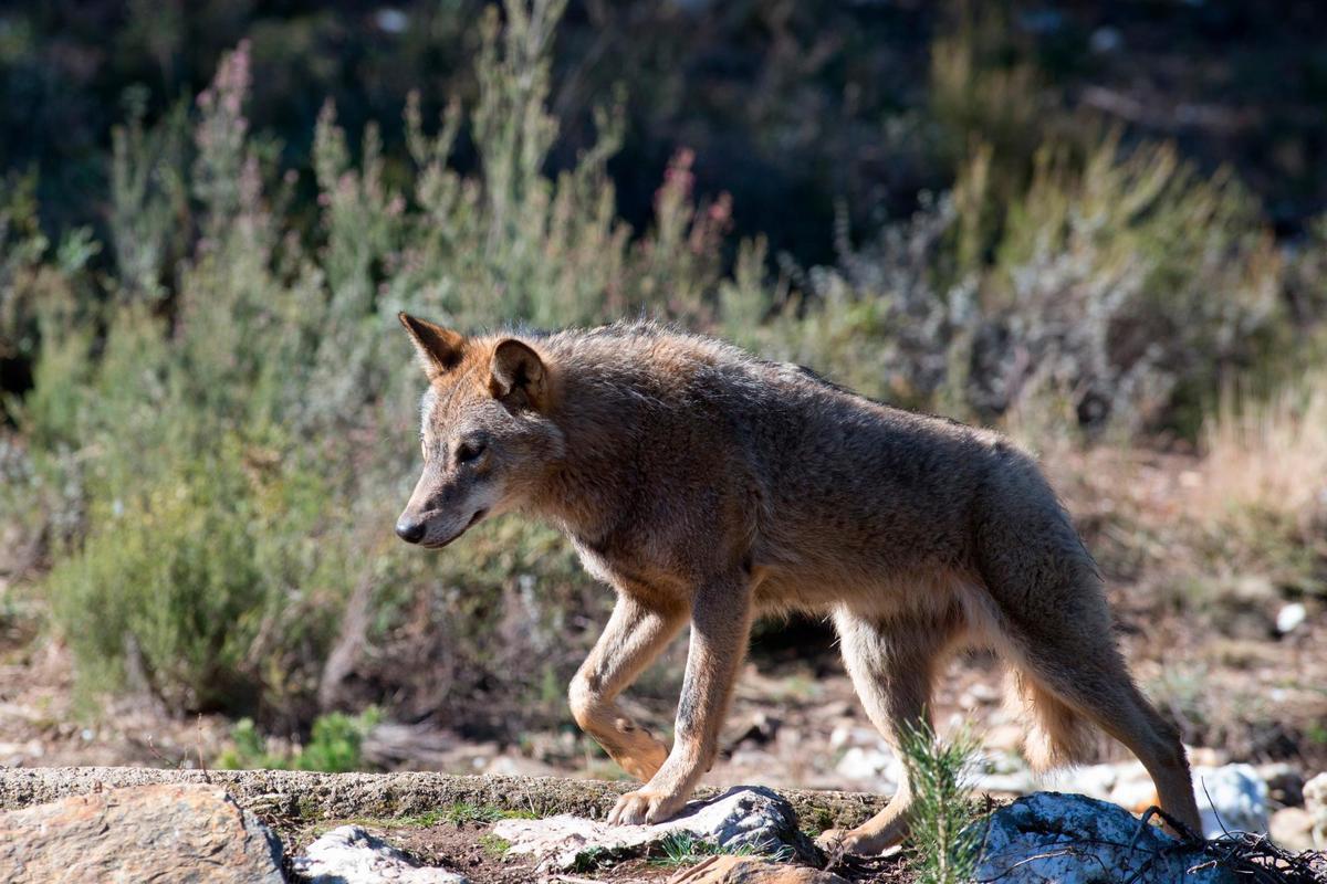 El lobo está en pleno centro de los debates en este momento