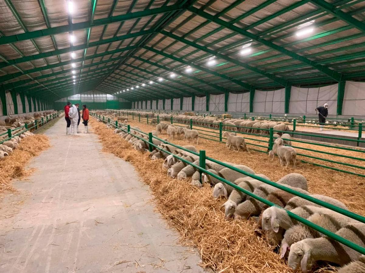 En la zona de Irán donde irán las ovejas el clima es parecido al de Salamanca, con inviernos algo más suaves. El iraní ha comprado 2.000 ovejas y 80 carneros de raza assaf a España.