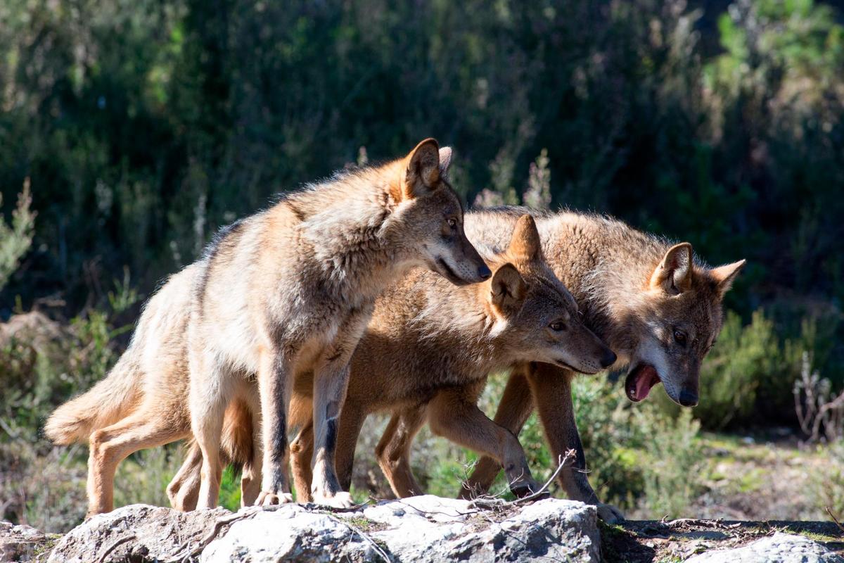 Varios lobos.