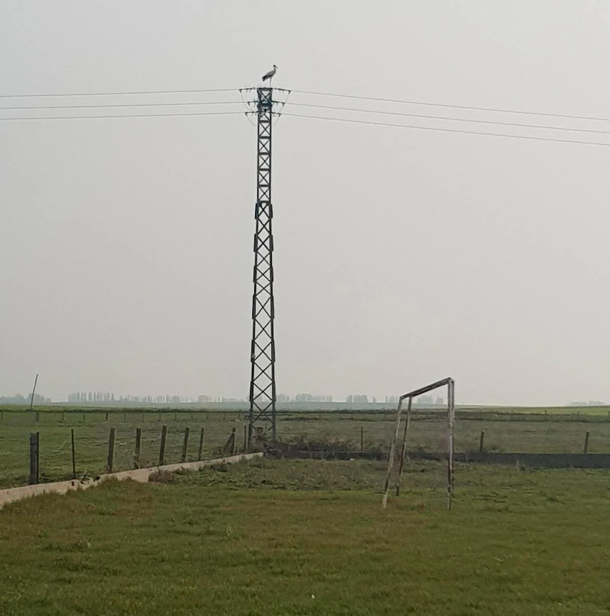 Una cigüeña blanca posada en una torreta eléctrica junto al campo de fútbol de Rágama