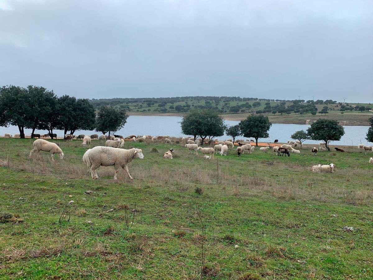 Ovejas pastan junto al embalse de Santa Teresa.