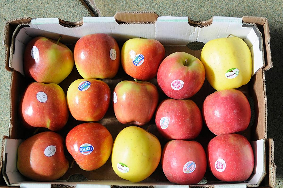 Las manzanas son también un eficaz regulador de enfermedades del intestino grueso