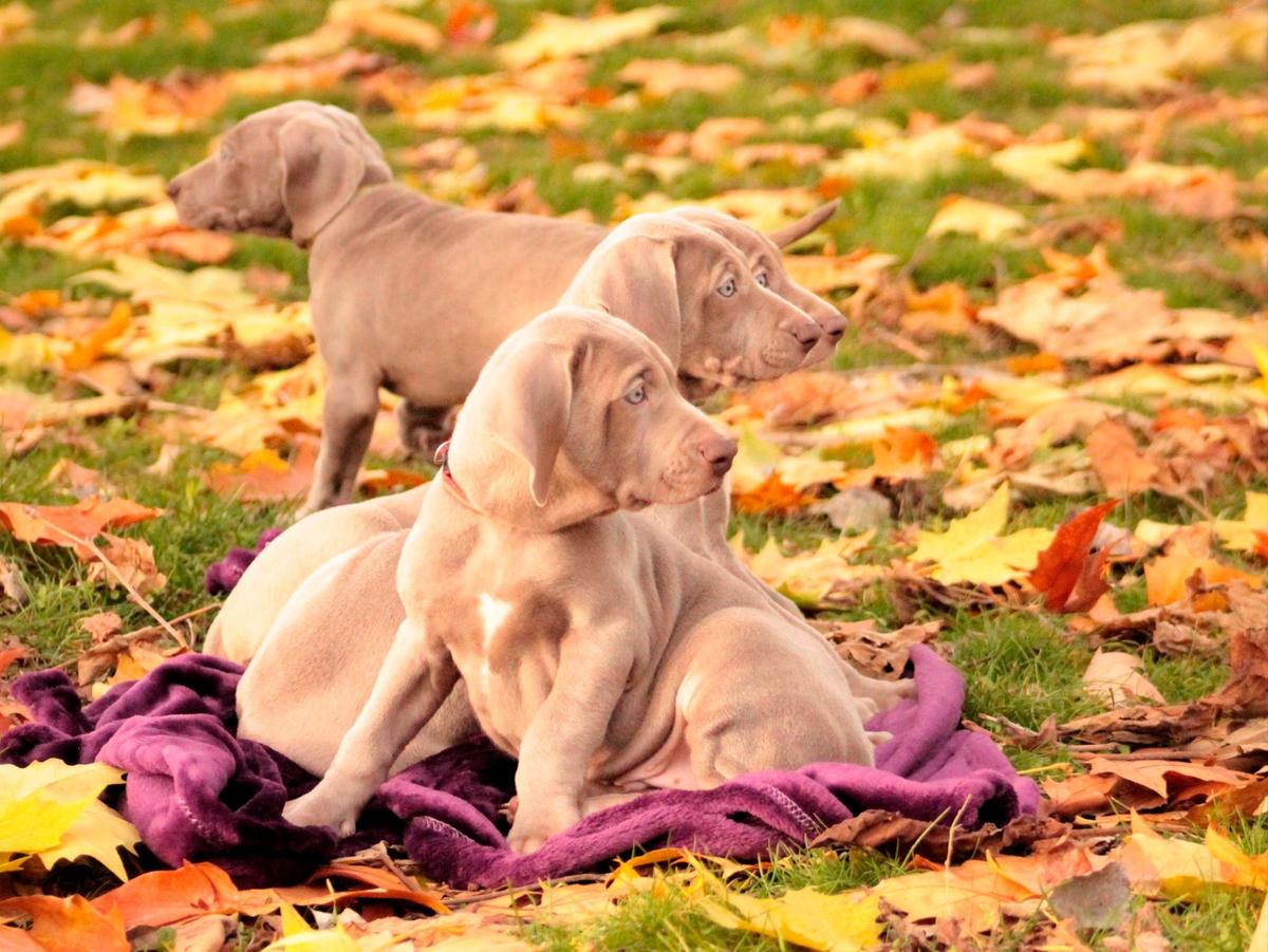 La selección de cachorros de líneas de trabajo es fundamental para la caza