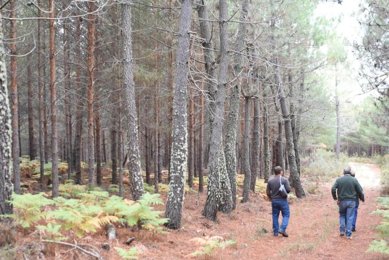 El Payo saca a subasta pinos por valor de 288.100 euros tras cinco años de lucha contra el nematodo
