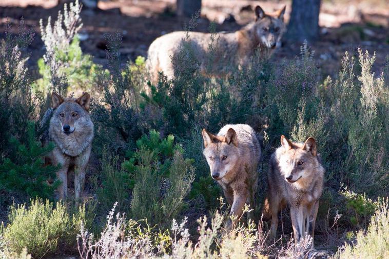 Lobos en la Sierra de la Culebra.