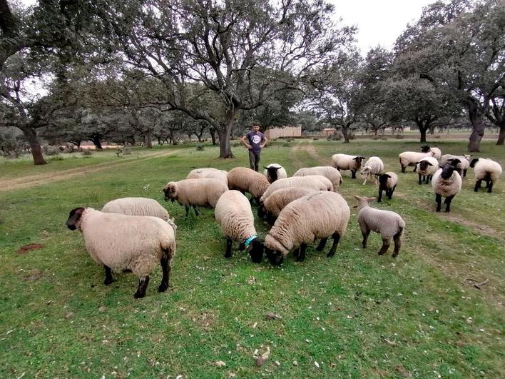 Las ovejas salmantinas resistentes al Brexit