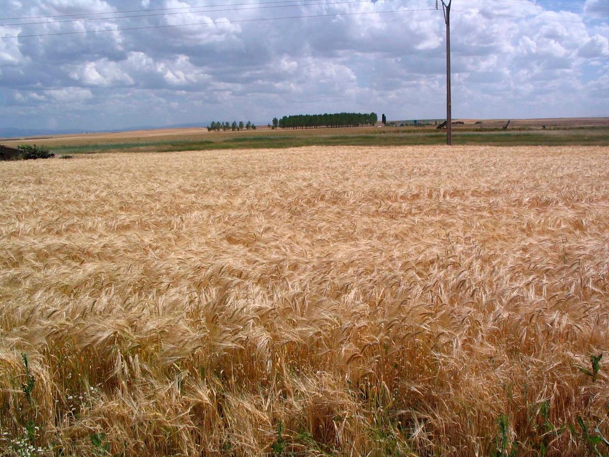 Campo de cebada ya muy seco en la comarca de Peñaranda.