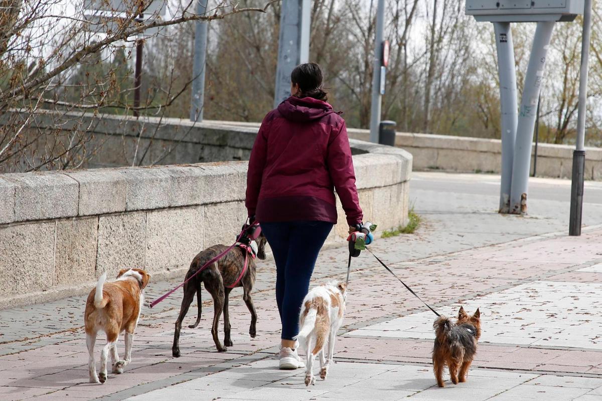 Una mujer paseando perros.