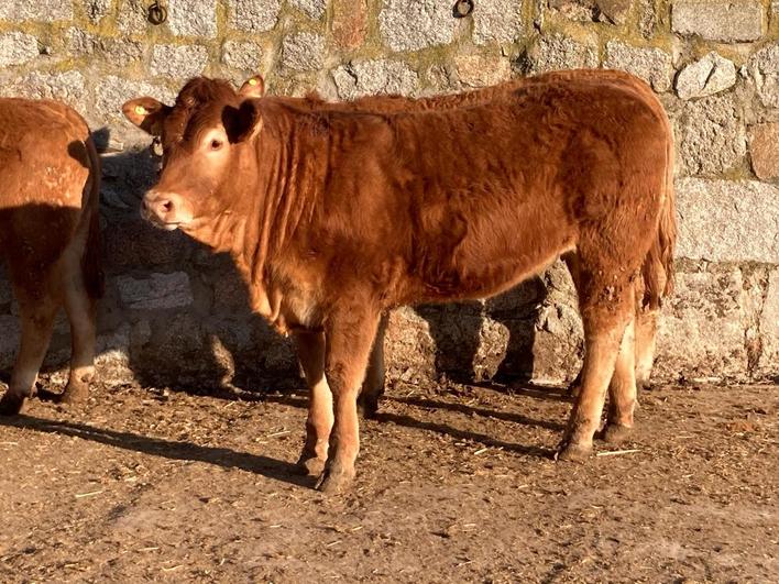 ‘Radia’, de Ganadería de Juan Pablo García e Hijos SC.