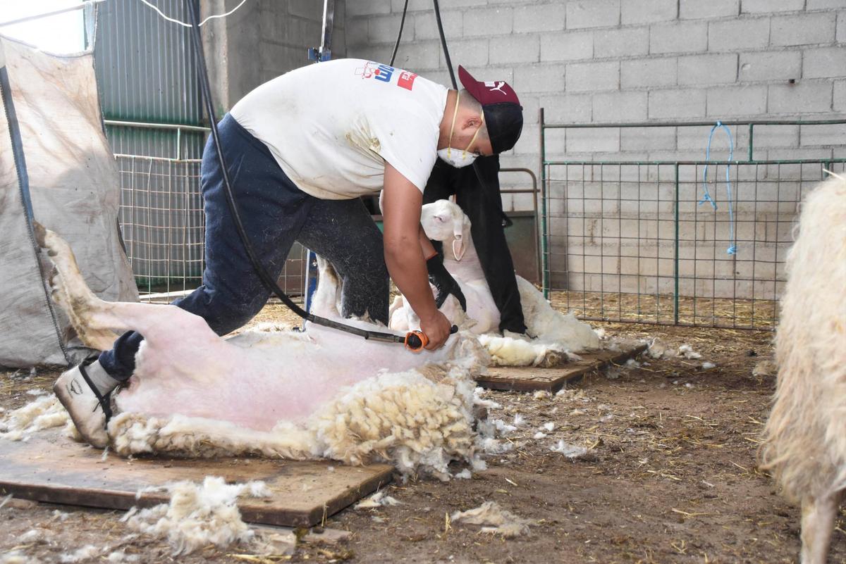 Esquiladores uruguayos en Valderrodrigo.