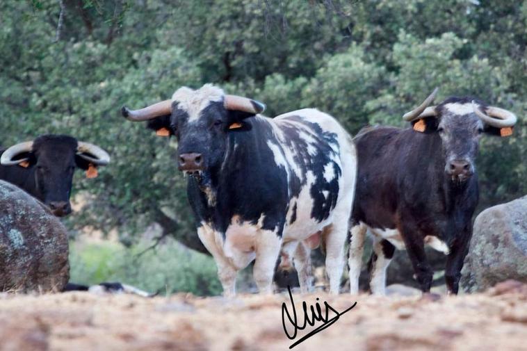Vacas de Barcial.