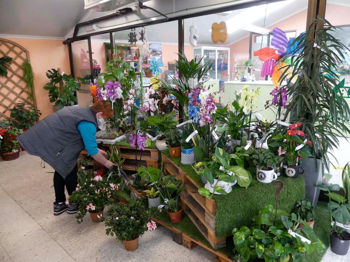 Plantas y flores en exposición en las instalaciones de la carretera de Aldealengua