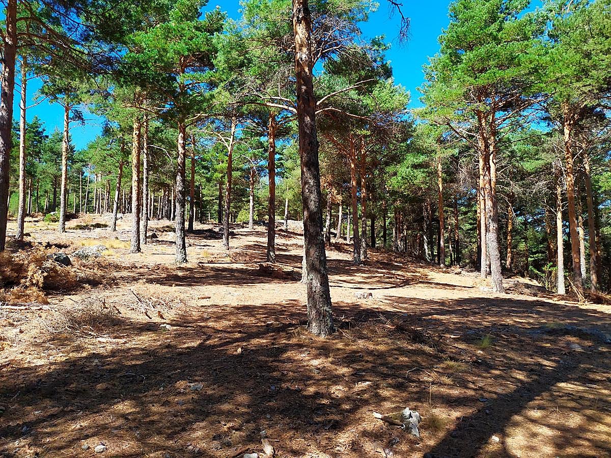 Pinar de Candelario en la zona de la Cruz del Herrerito.