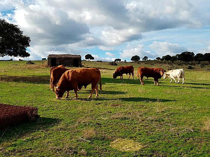 Explotación de vacuno de carne en la comarca de Béjar.