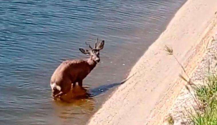 Dos vecinos de Villoria evitan que un corzo muera ahogado en el canal de riego