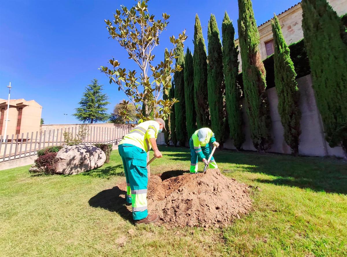 Trabajadores municipales iniciando la plantación