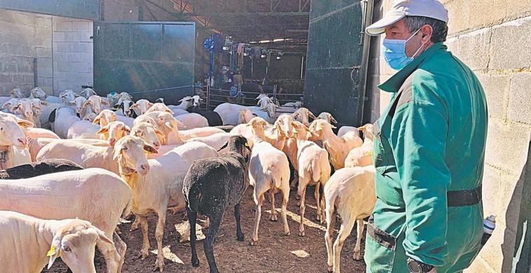 Ángel García Gómez, con las ovejas recién esquiladas.