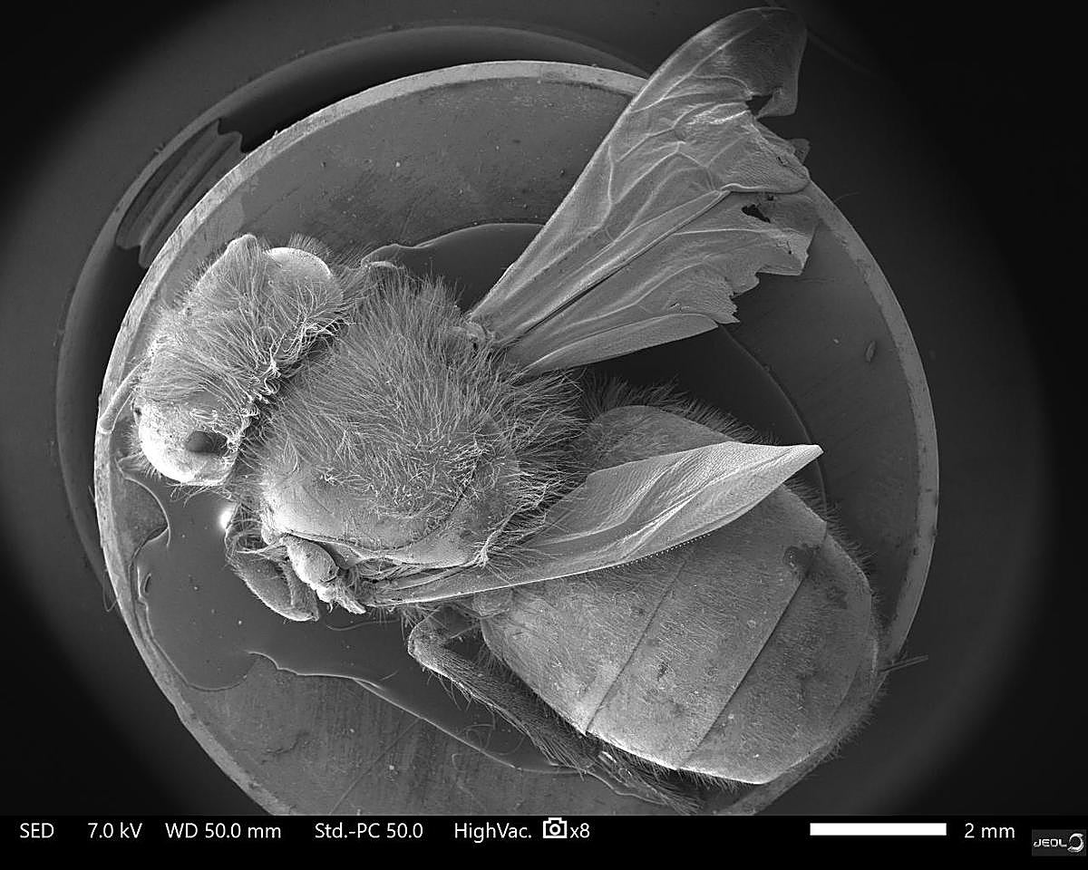 Una abeja bajo el microscopio electrónico en unas pruebas realizadas en el Servicio de Microscopía de la Universidad.