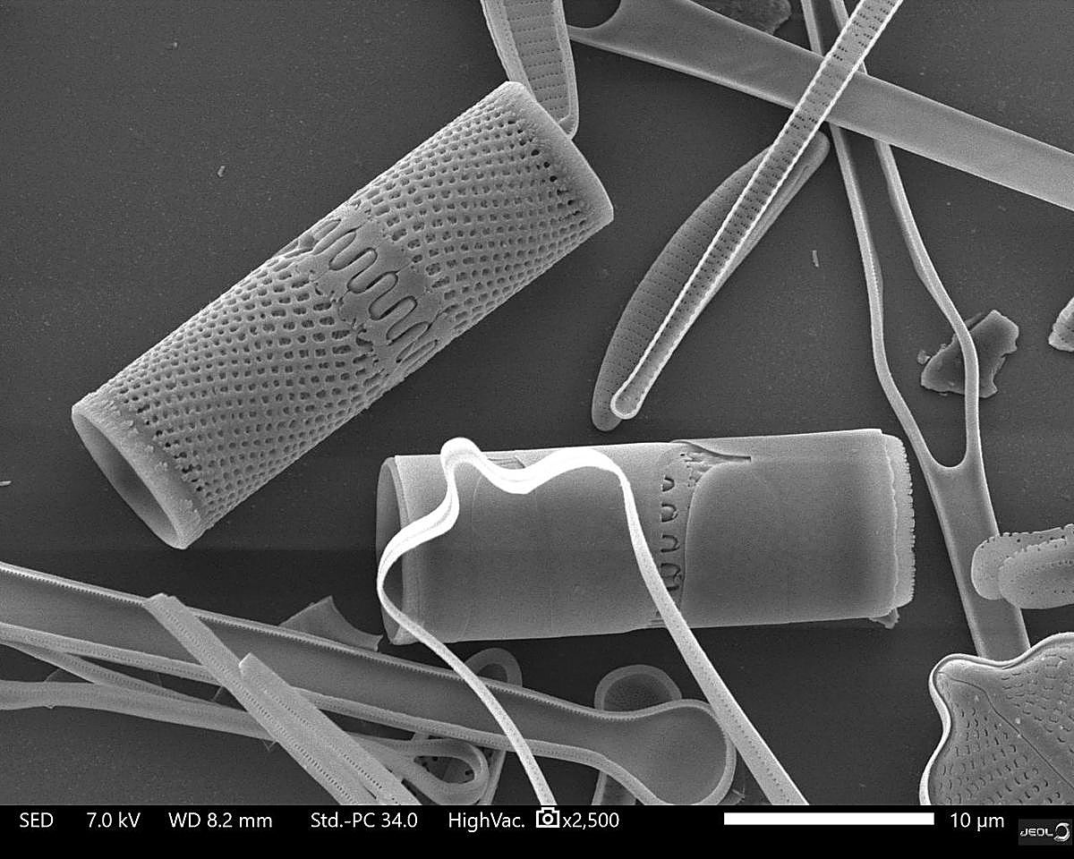 La belleza de las diatomeas al microscopio electrónico. | SERVICIO MICROSCOPÍA USAL