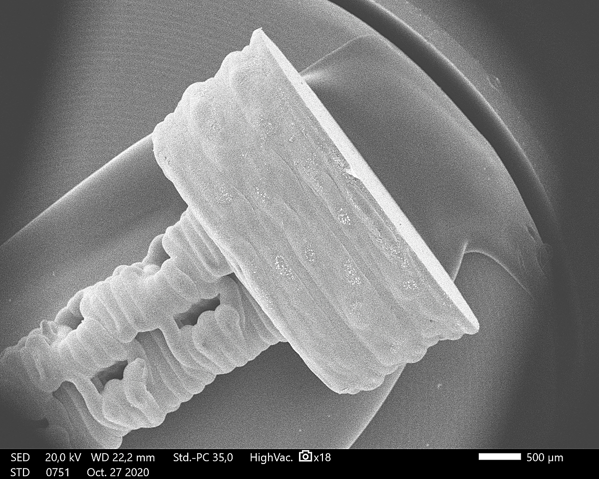 Detalle de un tornillo odontológico, analizado para mejorar el ajuste de sus muescas microscópicas. | GIR AVANCES EN SALUD ORAL
