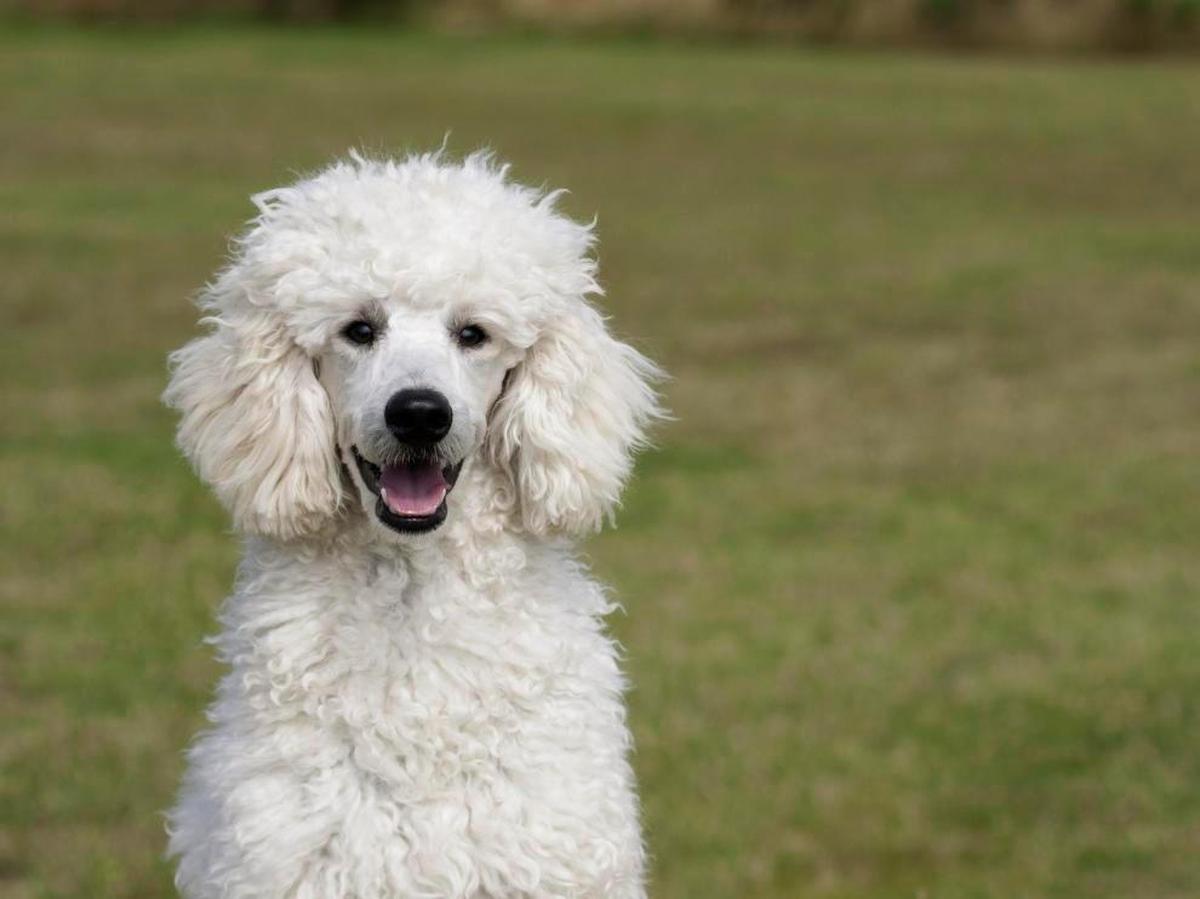 El animal infectado es un caniche gigante de 14 años.