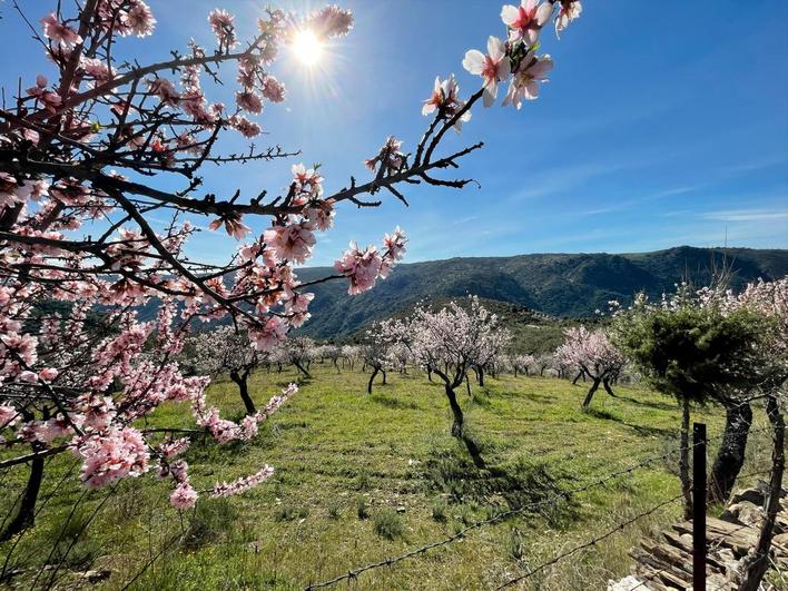 Almendros en flor en la localidad de La Fregeneda.