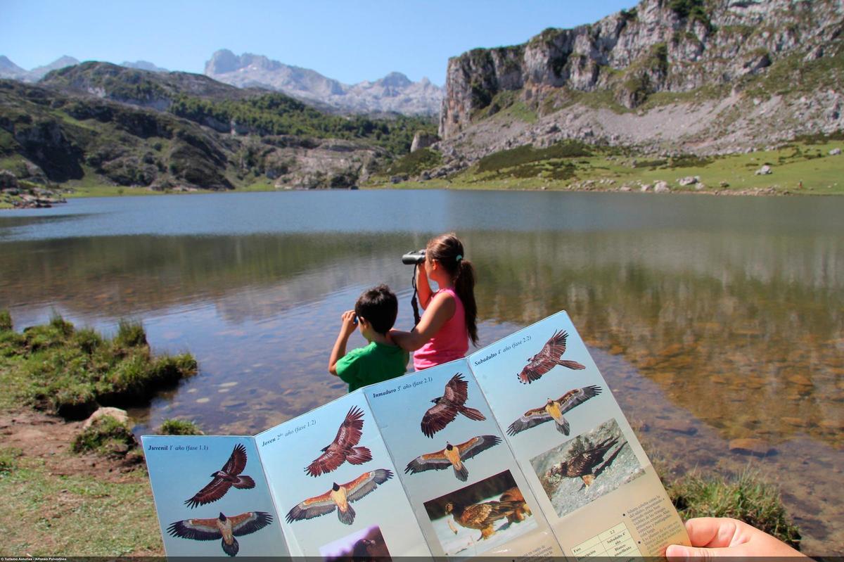 Observación de quebrantahuesos en Picos Europa | ALFONSO POLVORINOS